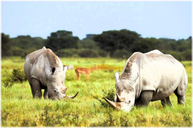 Kabo Wild Safaris
