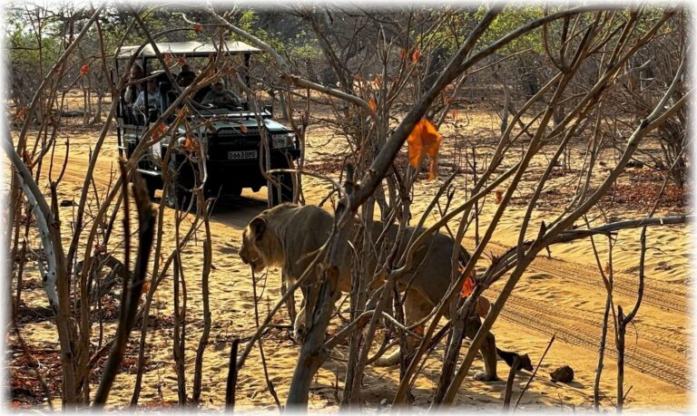 Kabo Wild Safaris